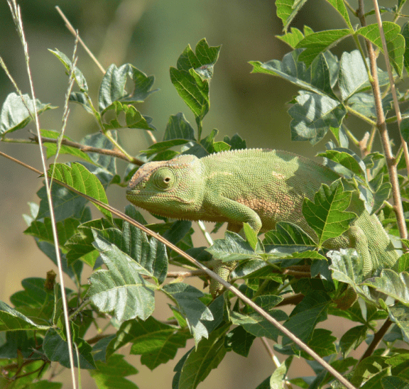 Green chameleon with strategies to adapt to green tree leaves. Credit: KP Bodenstein