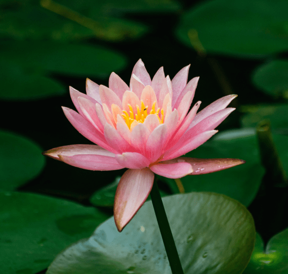 Lotus flower in pond reflecting new wellness programming attributes of playmeo