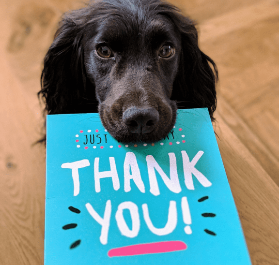 Dog with Thank You card knowing how to give positive feedback
